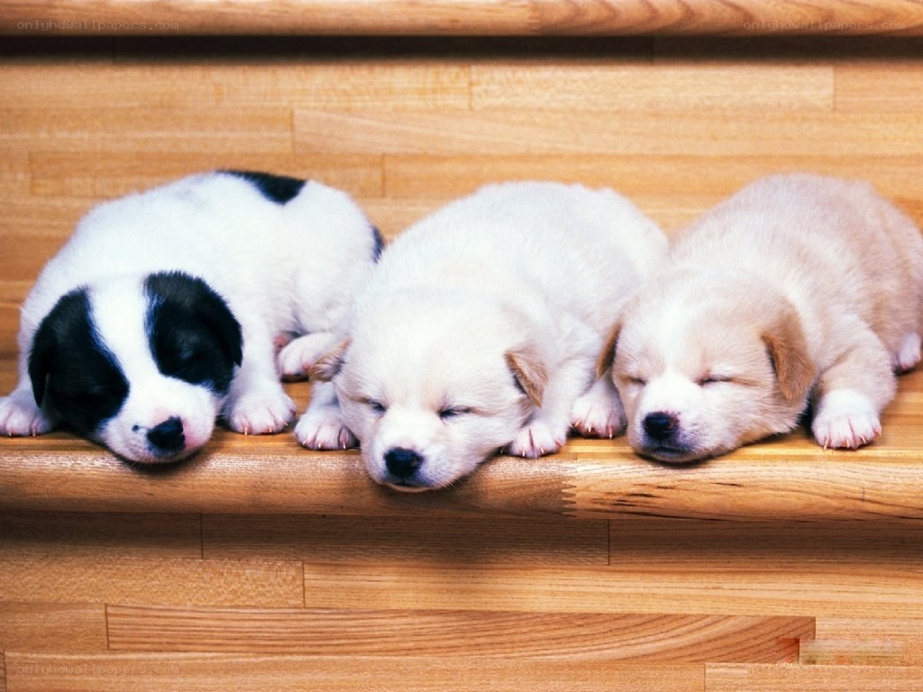 Three sleeping puppies on stairs