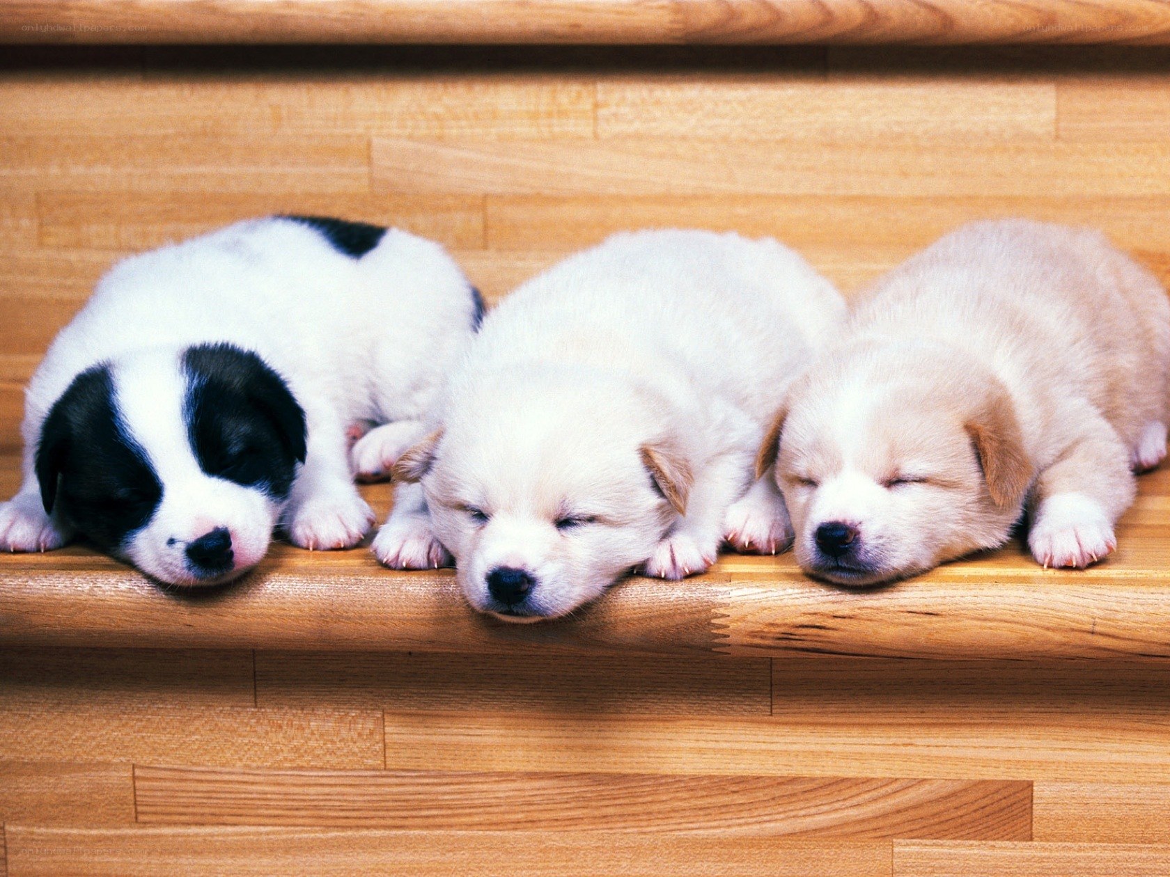 Three sleeping puppies on stairs