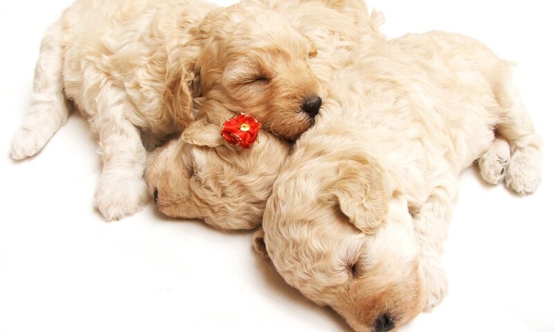 Three Sleeping Puppies — White, Peaceful