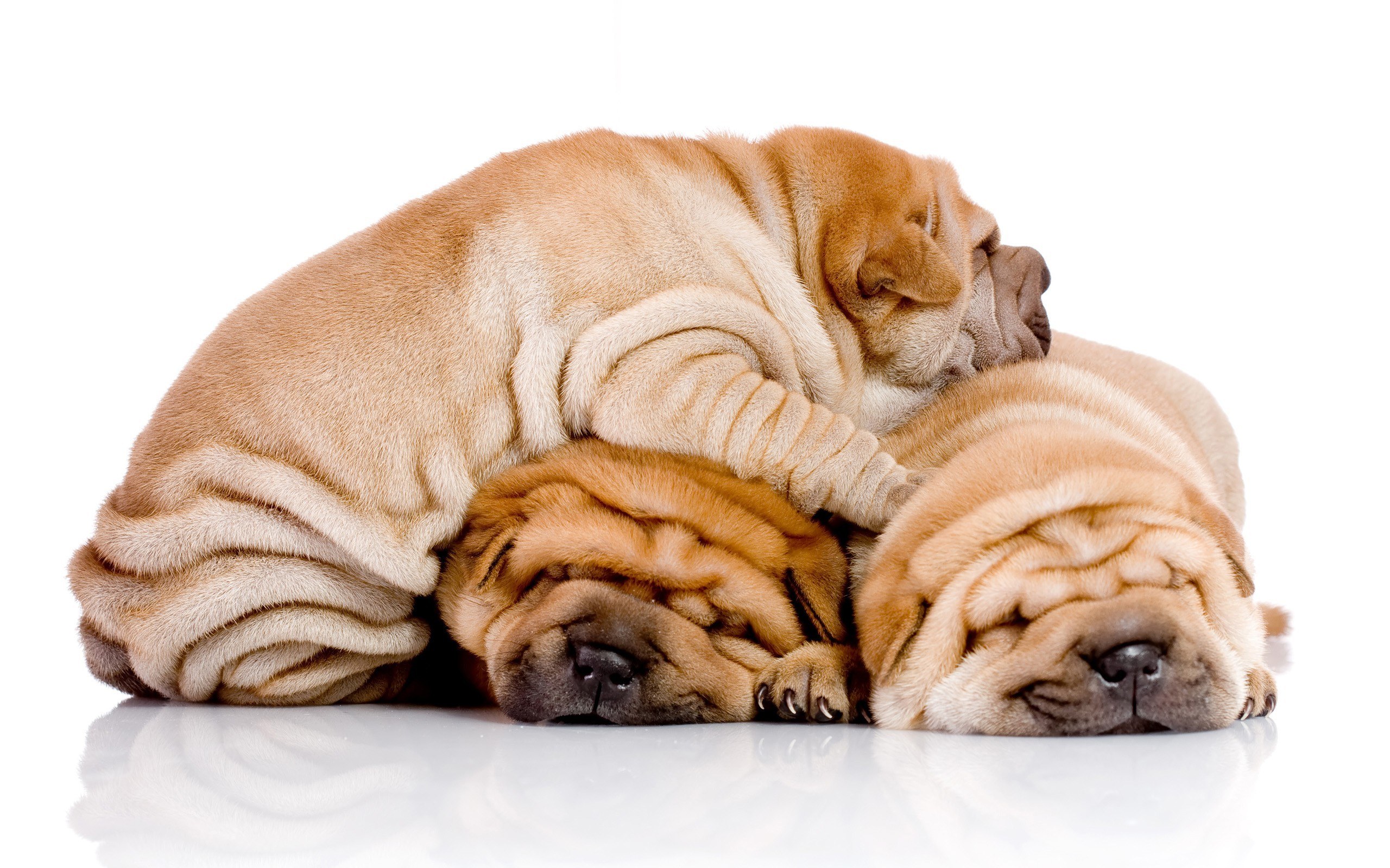 three sleeping shar pei puppies