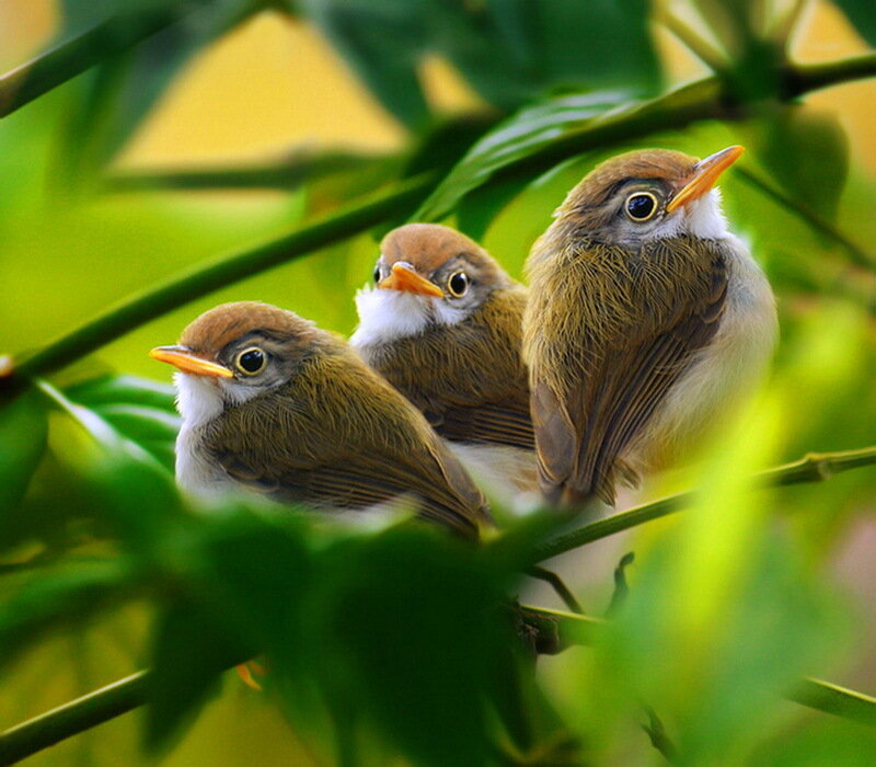 Three Small Birds on Branch