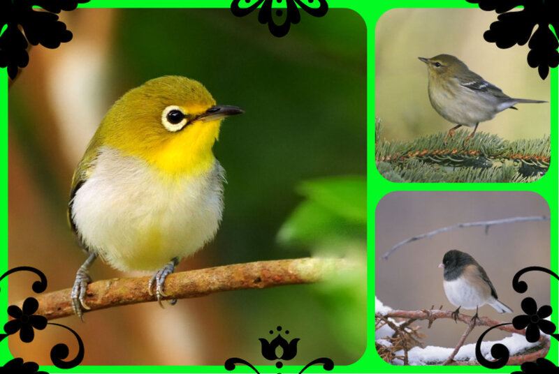 Three Small Birds on Branches