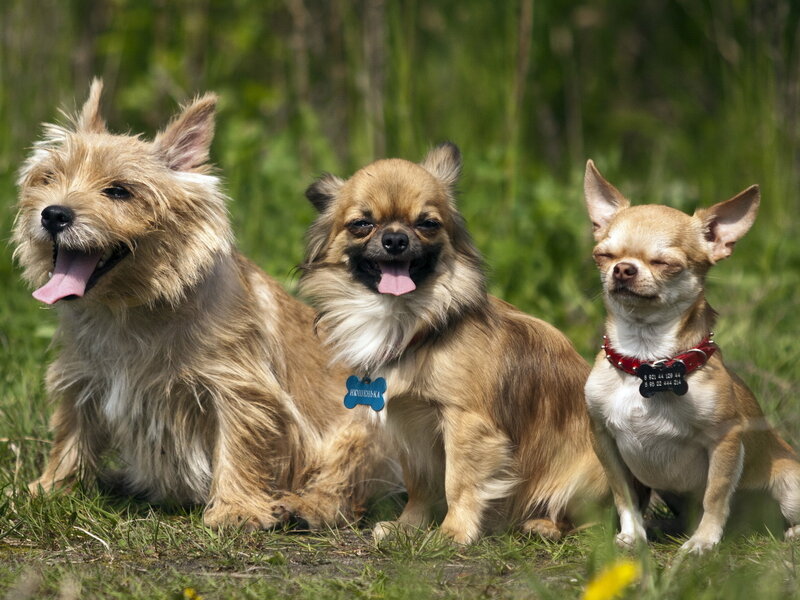 Three Small Dogs in Grass