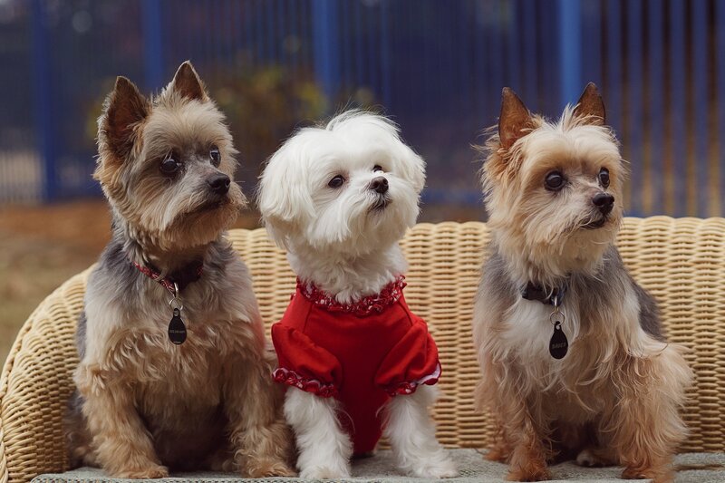Three Small Dogs on Bench