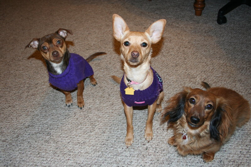 Three Small Dogs on Carpet