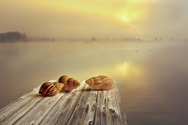 Three Snail Shells on Dock