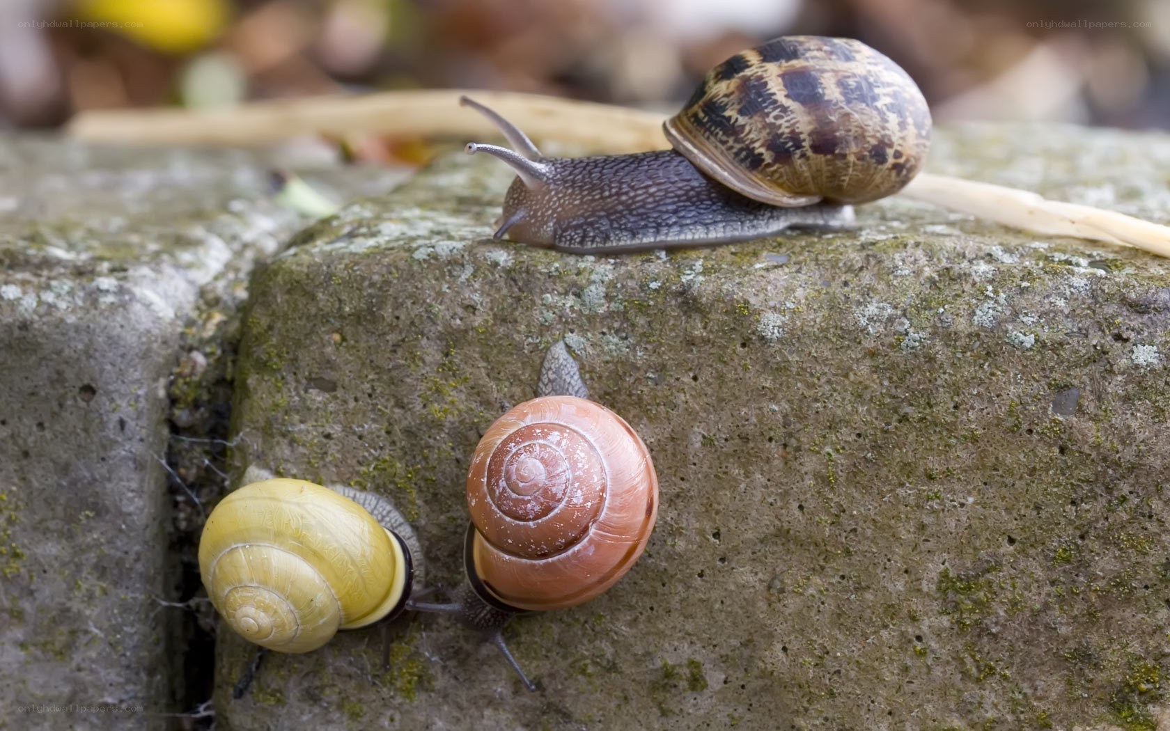 Three snails on a stone wall