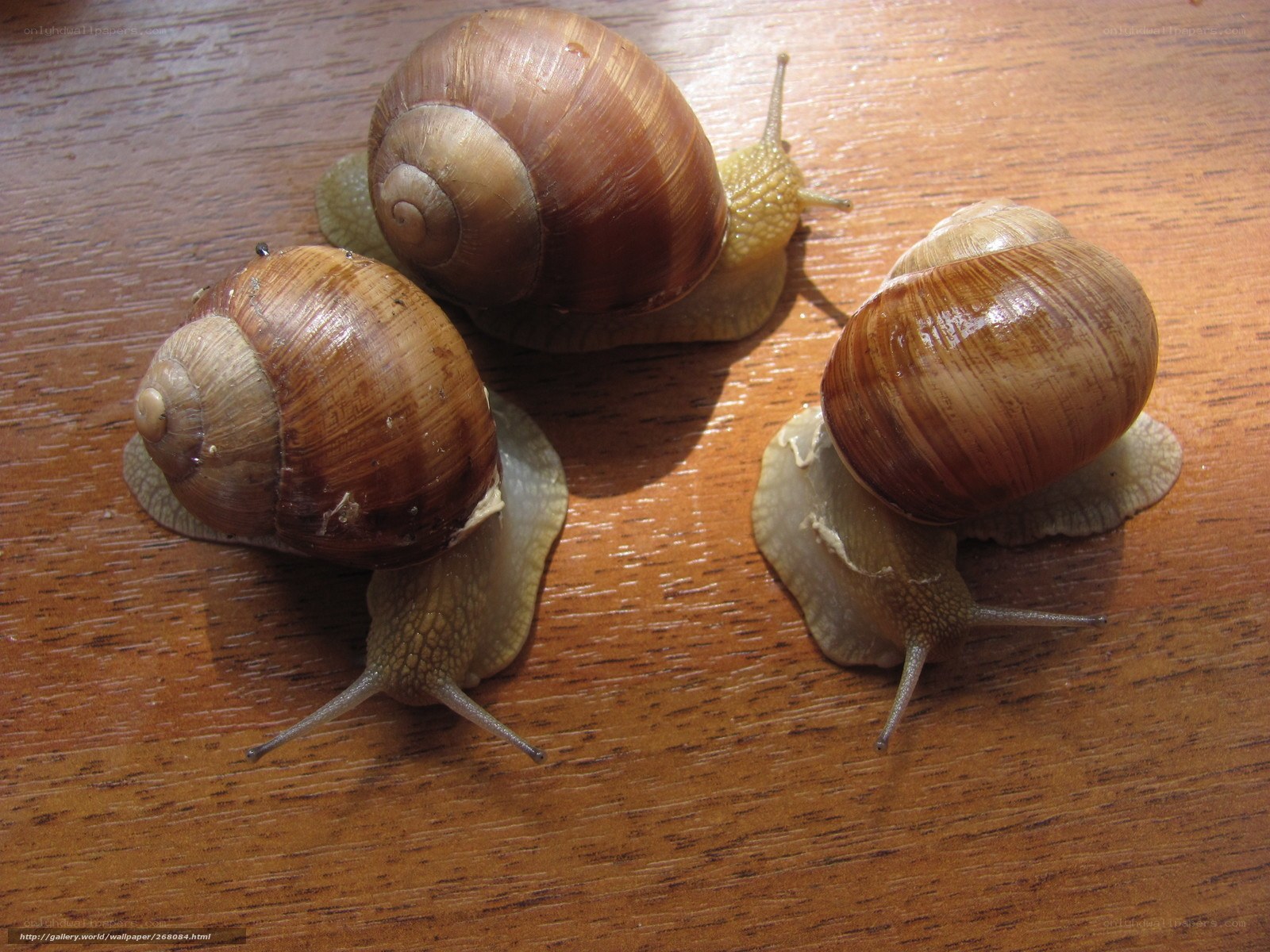 Three snails on a wooden surface