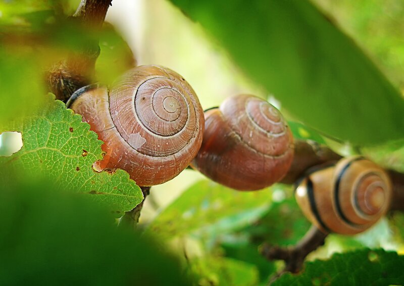 Three Snails on Branch