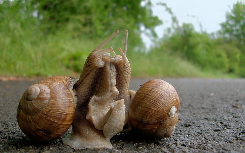Three Snails on Pavement
