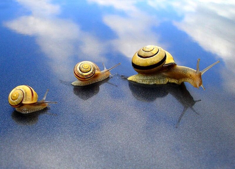 Three Snails on Reflective Surface