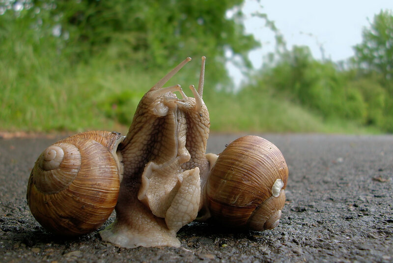 Three Snails on Road
