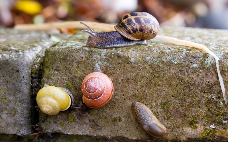 Three Snails on Stone