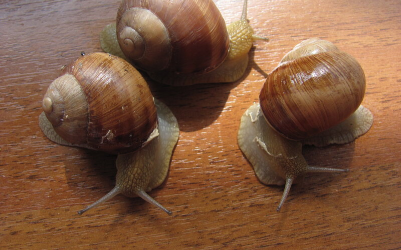 Three Snails on Wood