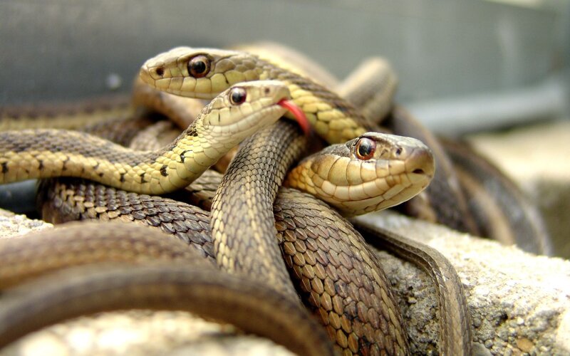 Three Snakes Coiled Together — Brown, Natural, Afternoon
