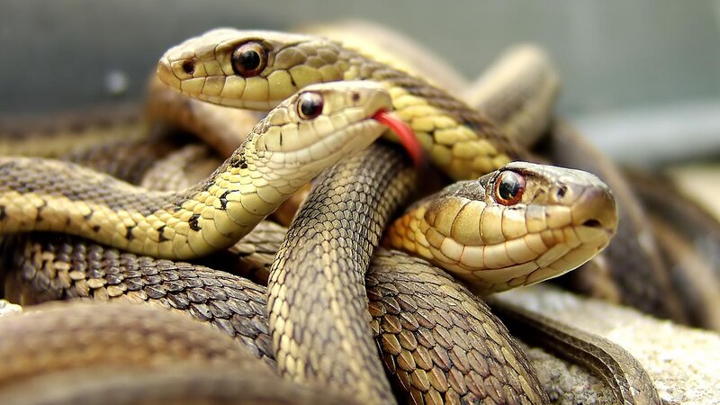 Three Snakes Coiled Together — Brown, Natural, Photograph