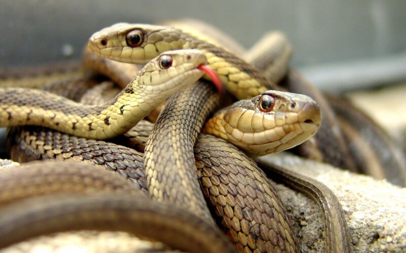 Three Snakes Coiled Together — Brown, Natural