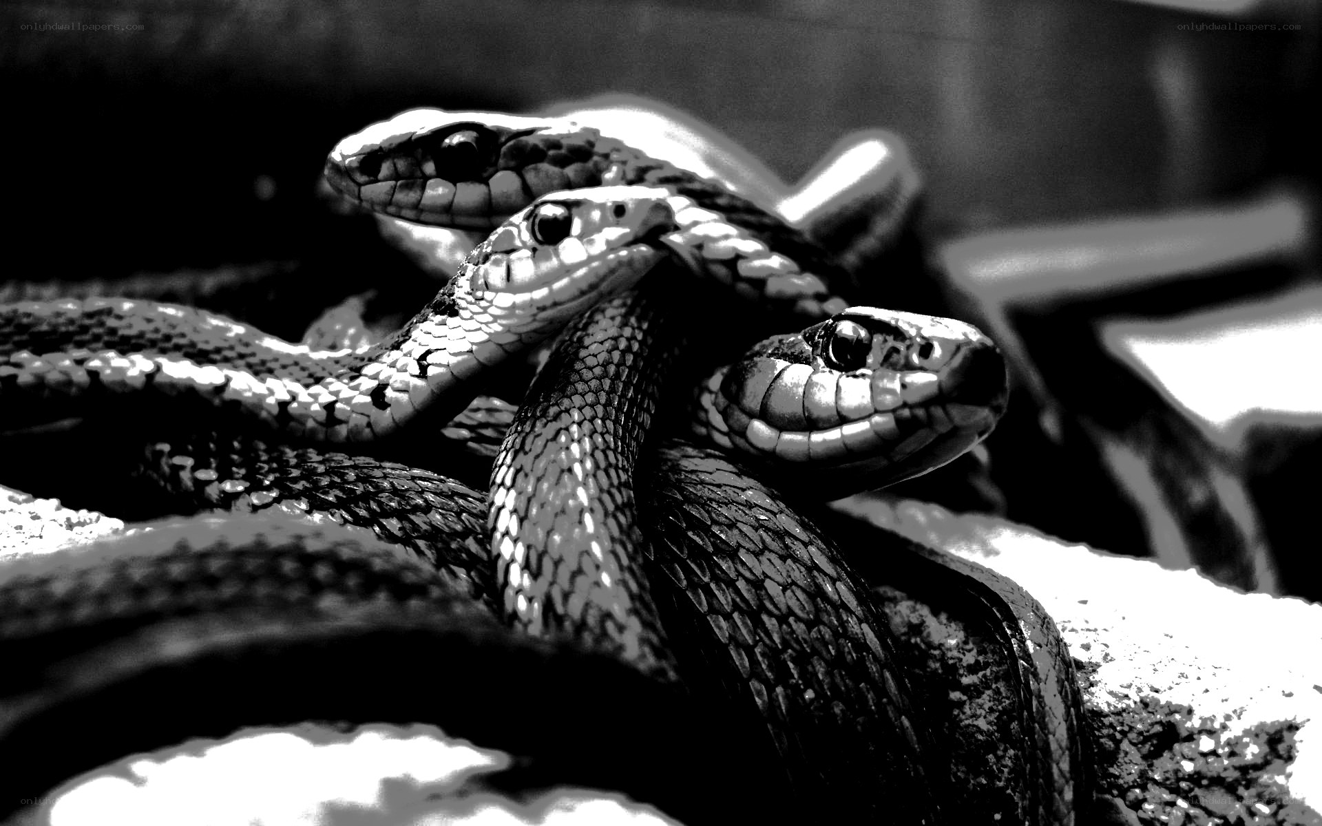 Three snakes in black and white