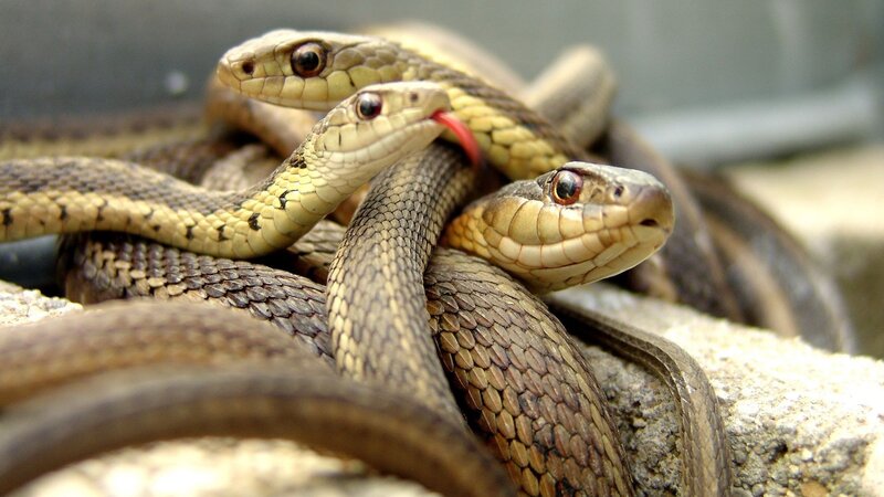 three snakes intertwined