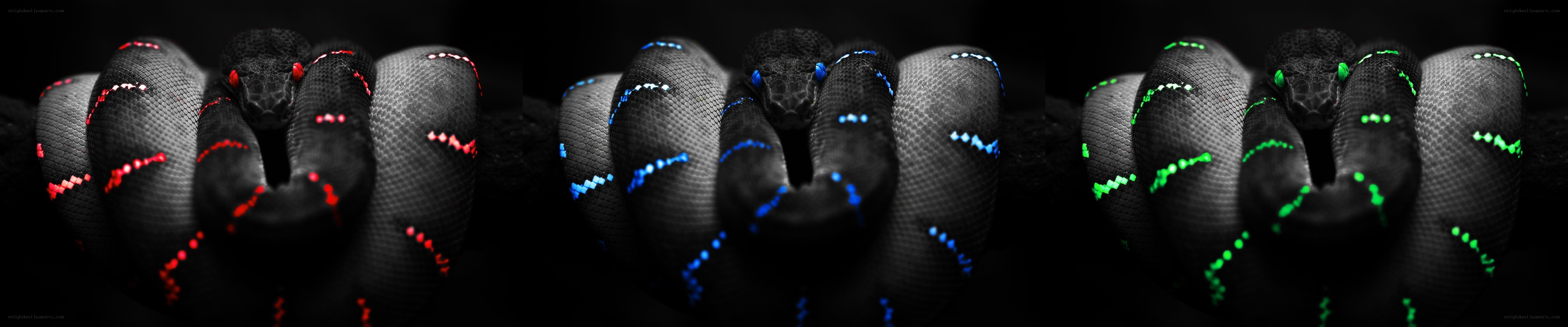 three snakes with glowing patterns