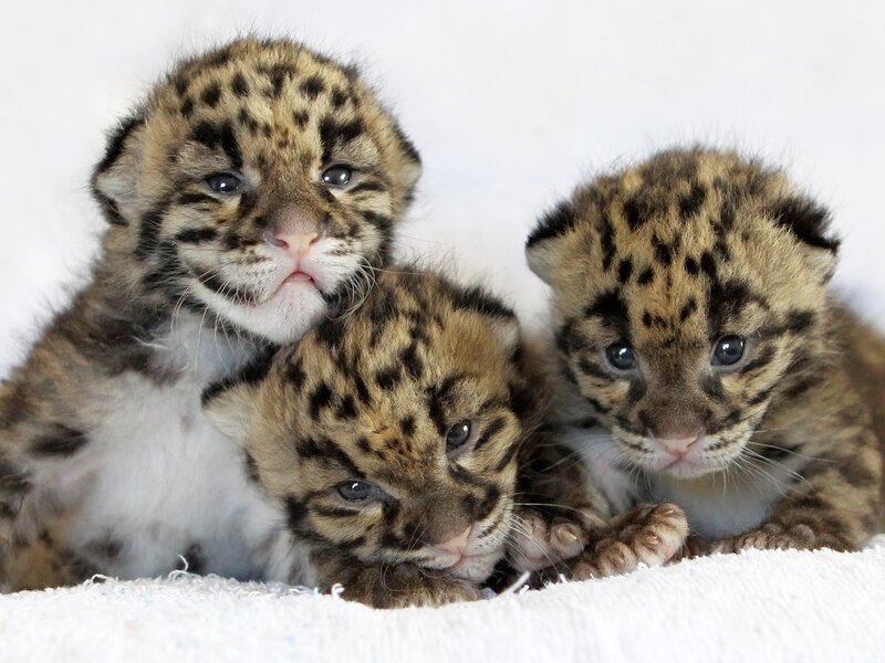 three snow leopard cubs