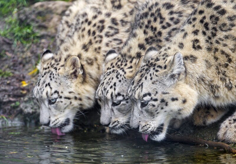 Three Snow Leopards Drinking