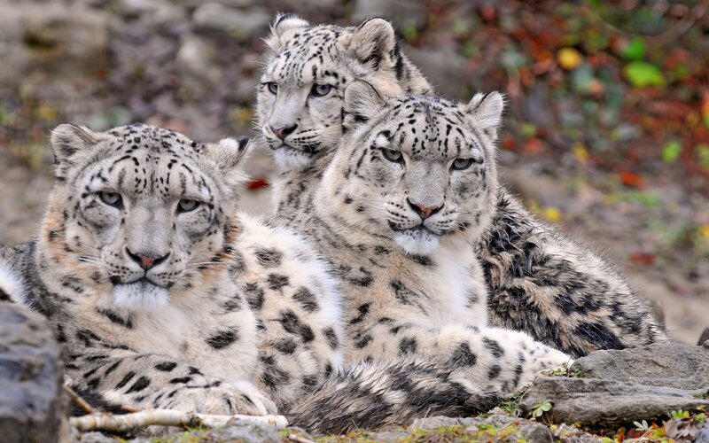 Three Snow Leopards