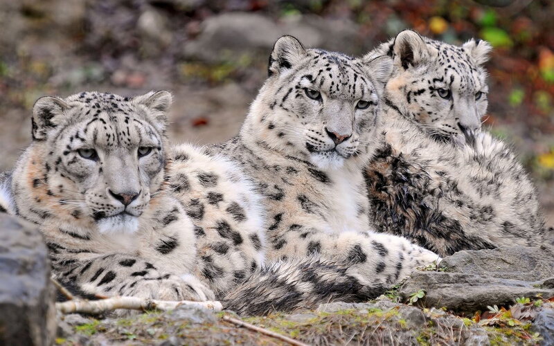 Three Snow Leopards — White