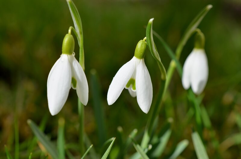Three Snowdrop Flowers