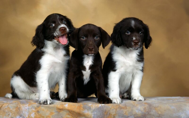 Three Spaniel Puppies — Brown, Calm, Photograph, Stone Surface