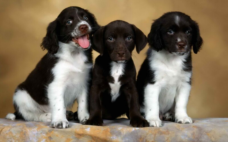 Three Spaniel Puppies — Brown, Calm, Photograph