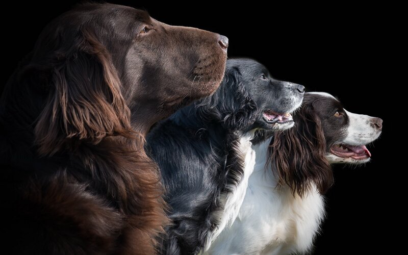 Three Spaniels in Profile