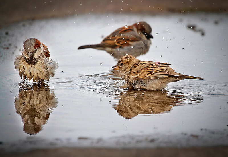 Three Sparrows Bathing
