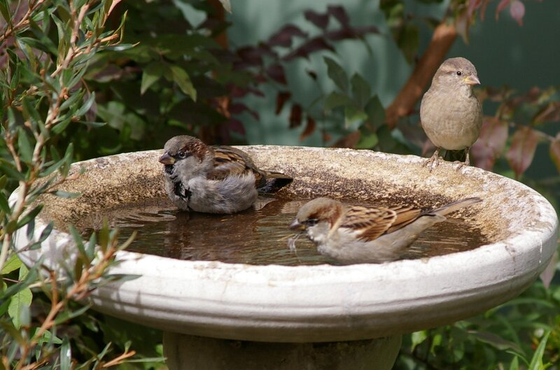 Three Sparrows in Birdbath