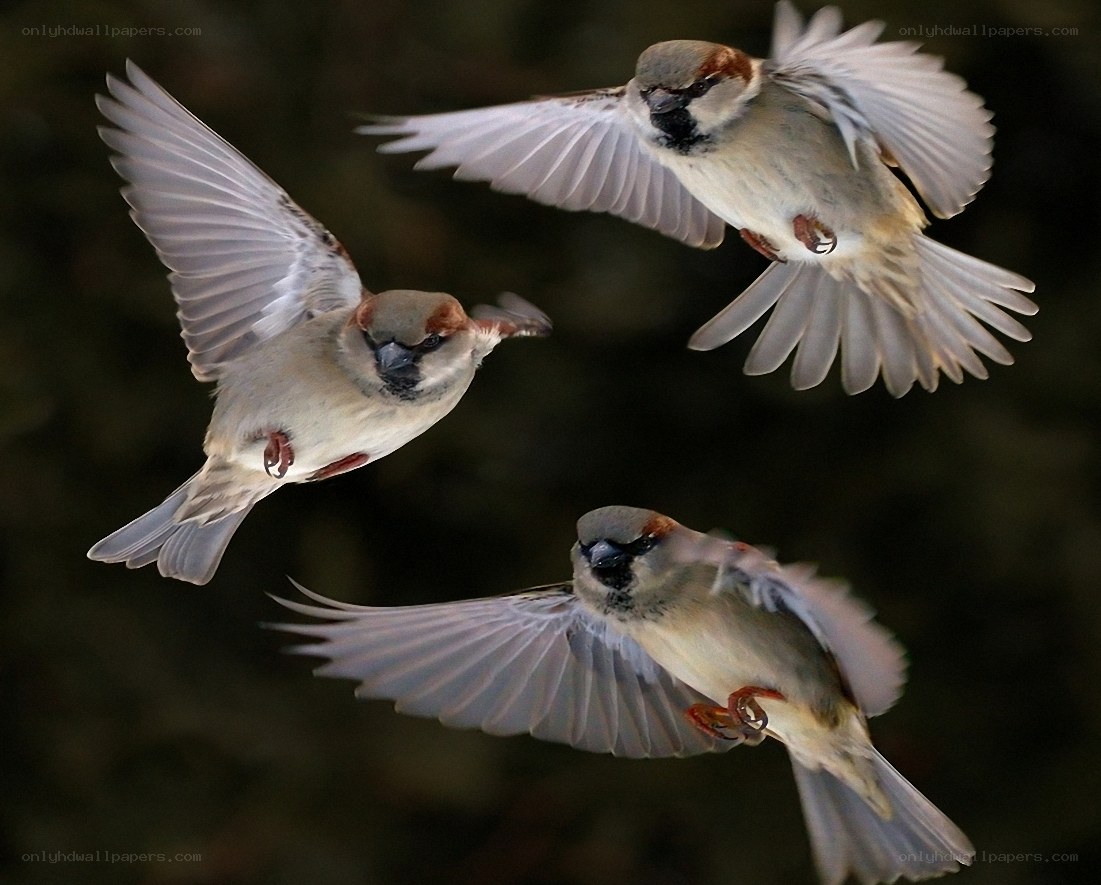 Three sparrows in flight