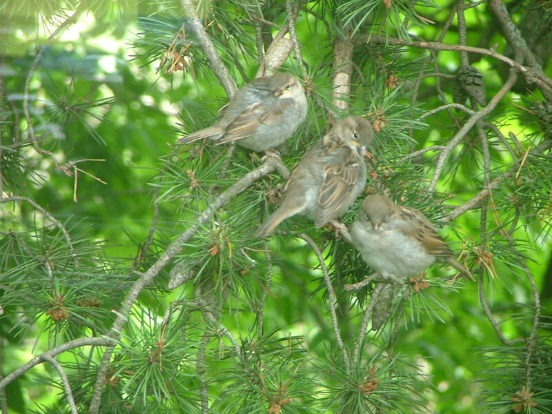 Three Sparrows in Tree