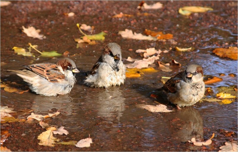 Three Sparrows in Water