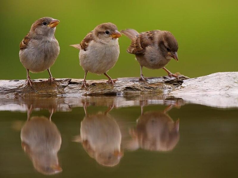 Three Sparrows on a Log — Brown