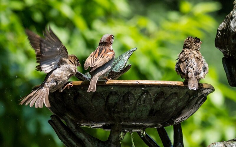 Three Sparrows on Birdbath — Green