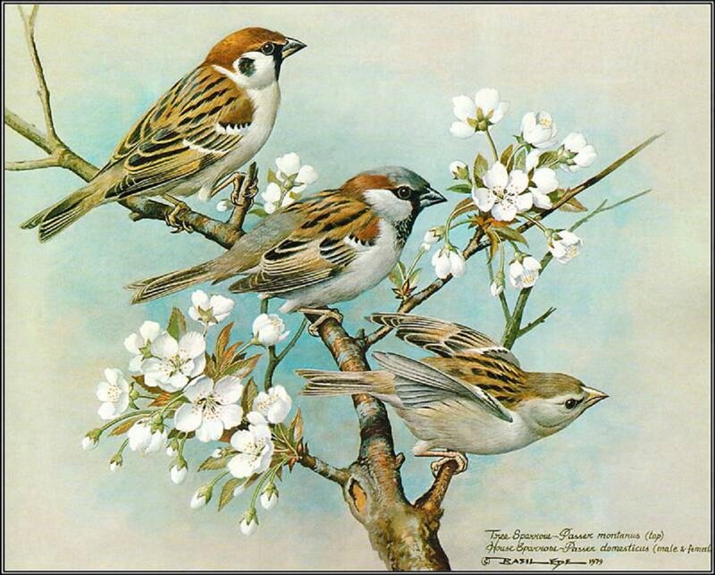 Three Sparrows on Branch