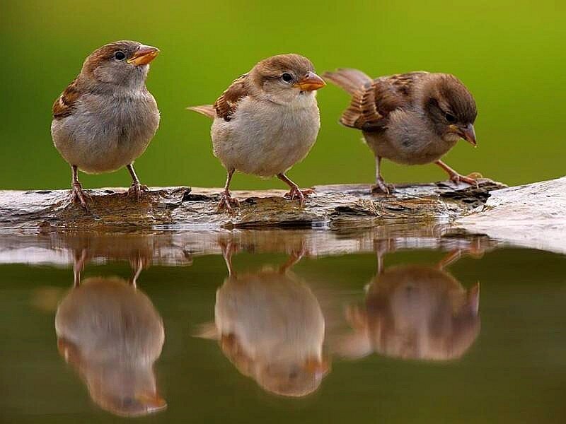 Three Sparrows on Log