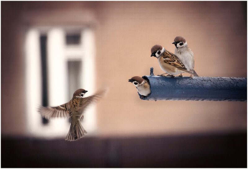 Three Sparrows on Pipe — Brown
