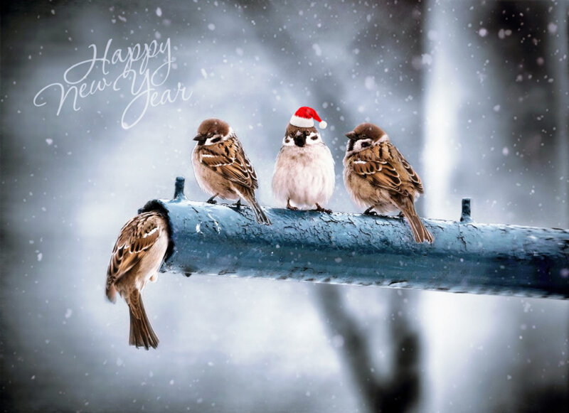 Three Sparrows on Pipe