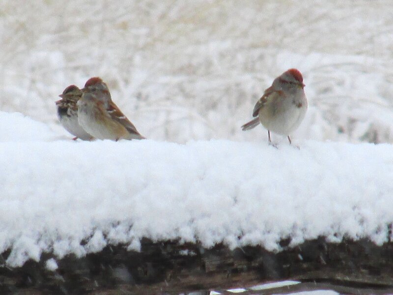 Three Sparrows on Snow