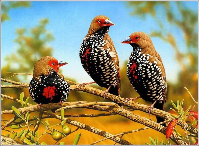 Three Speckled Finches