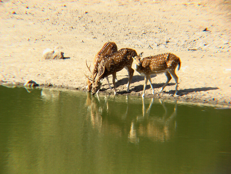 Three Spotted Deer Drinking
