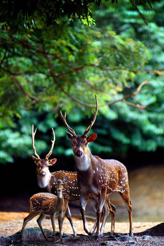 Three Spotted Deer