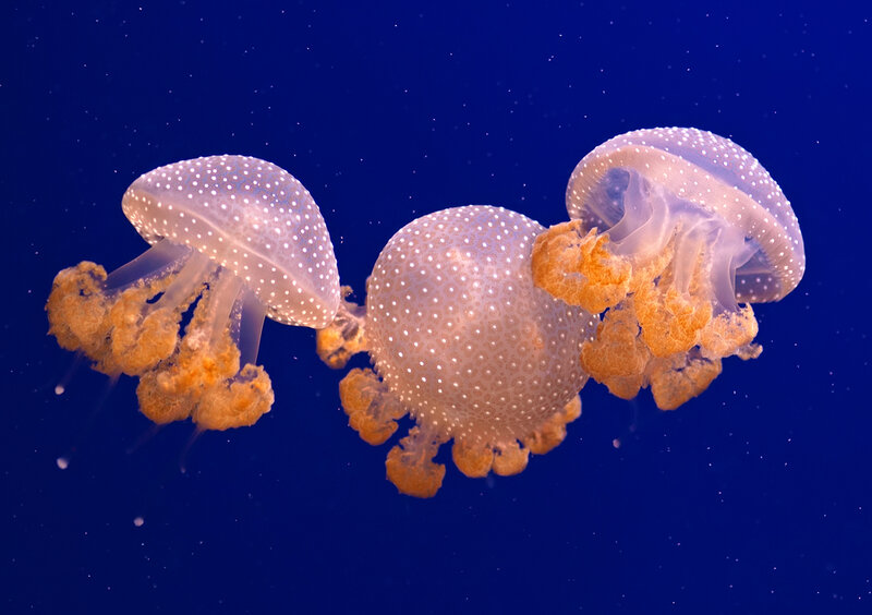 Three Spotted Jellyfish