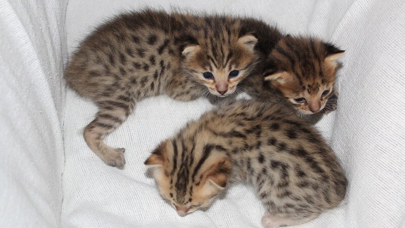 three spotted kittens in basket