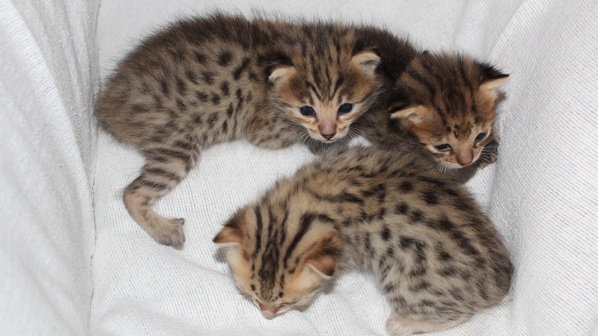 three spotted kittens in basket